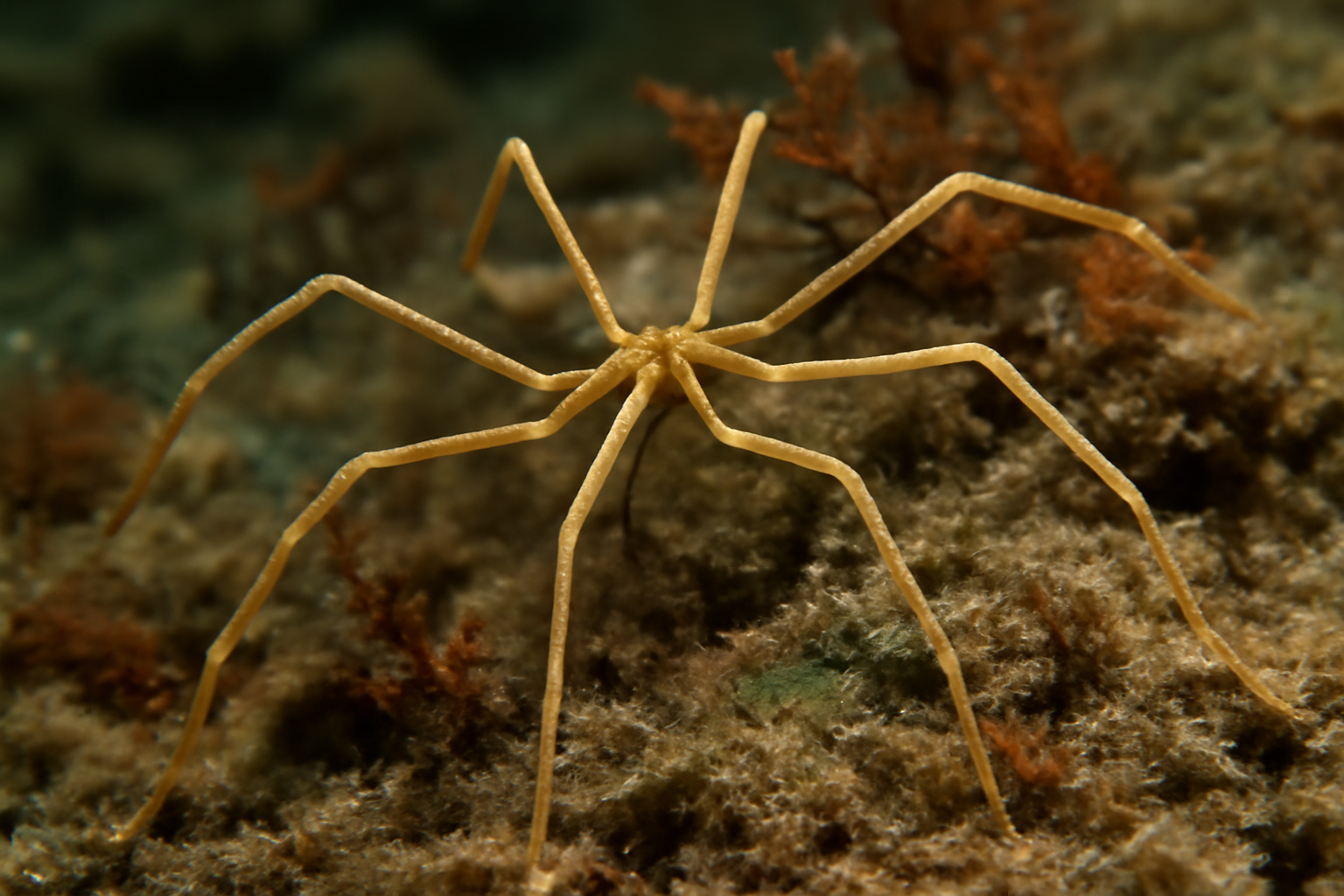 Slender Pycnogonid