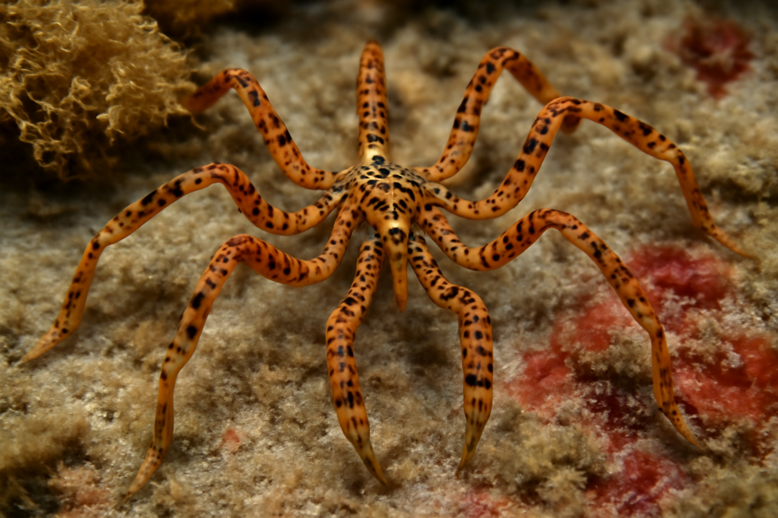 Spotted Pycnogonid