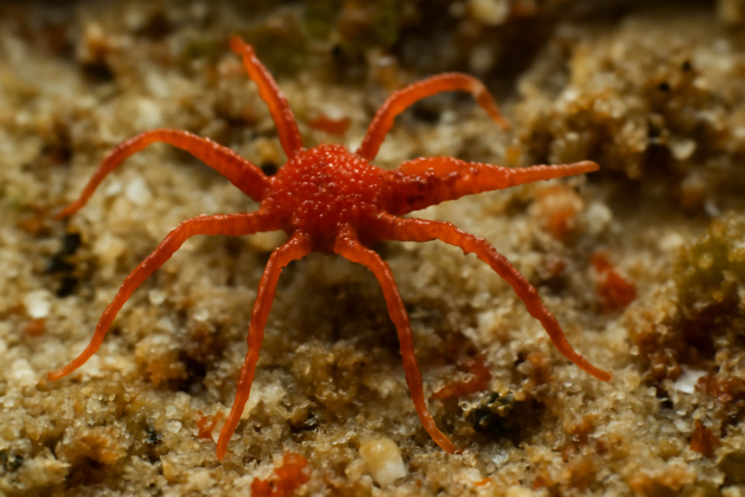 Tanystylum conirostre