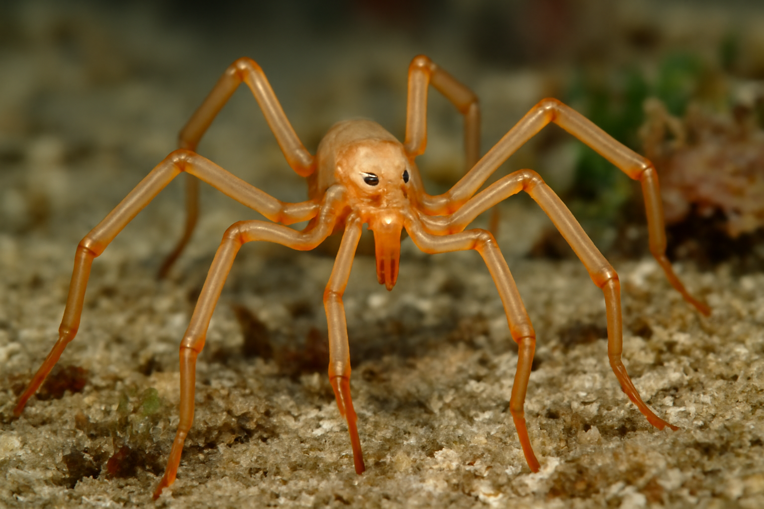 Pygmy Sea Spider