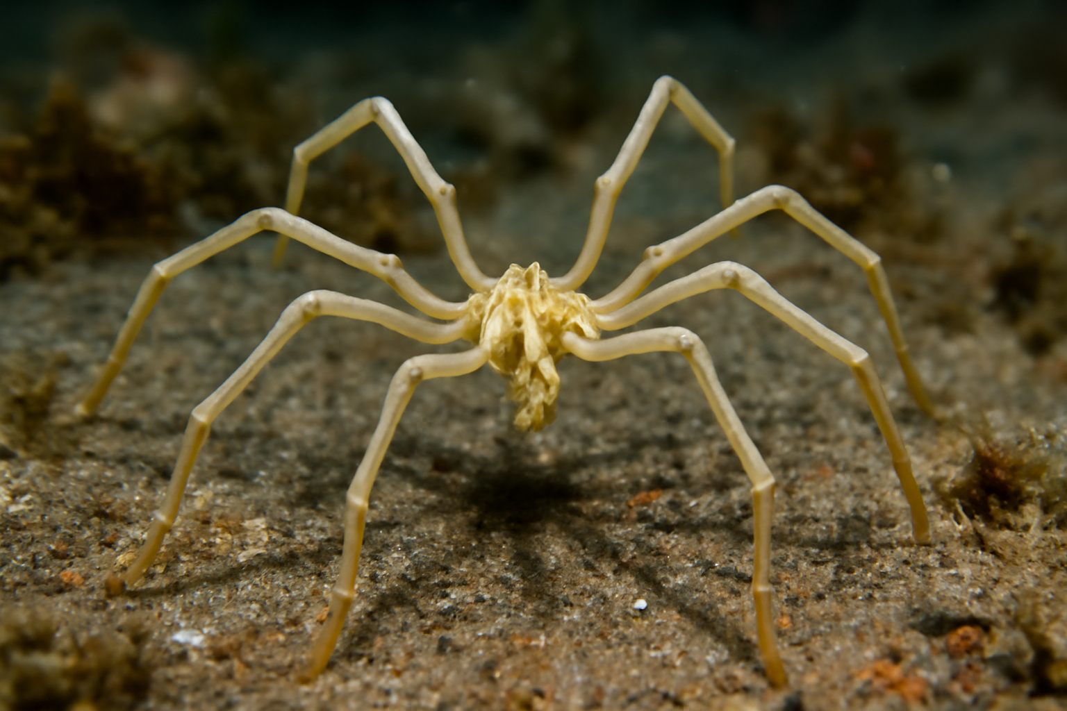 North Sea Spider