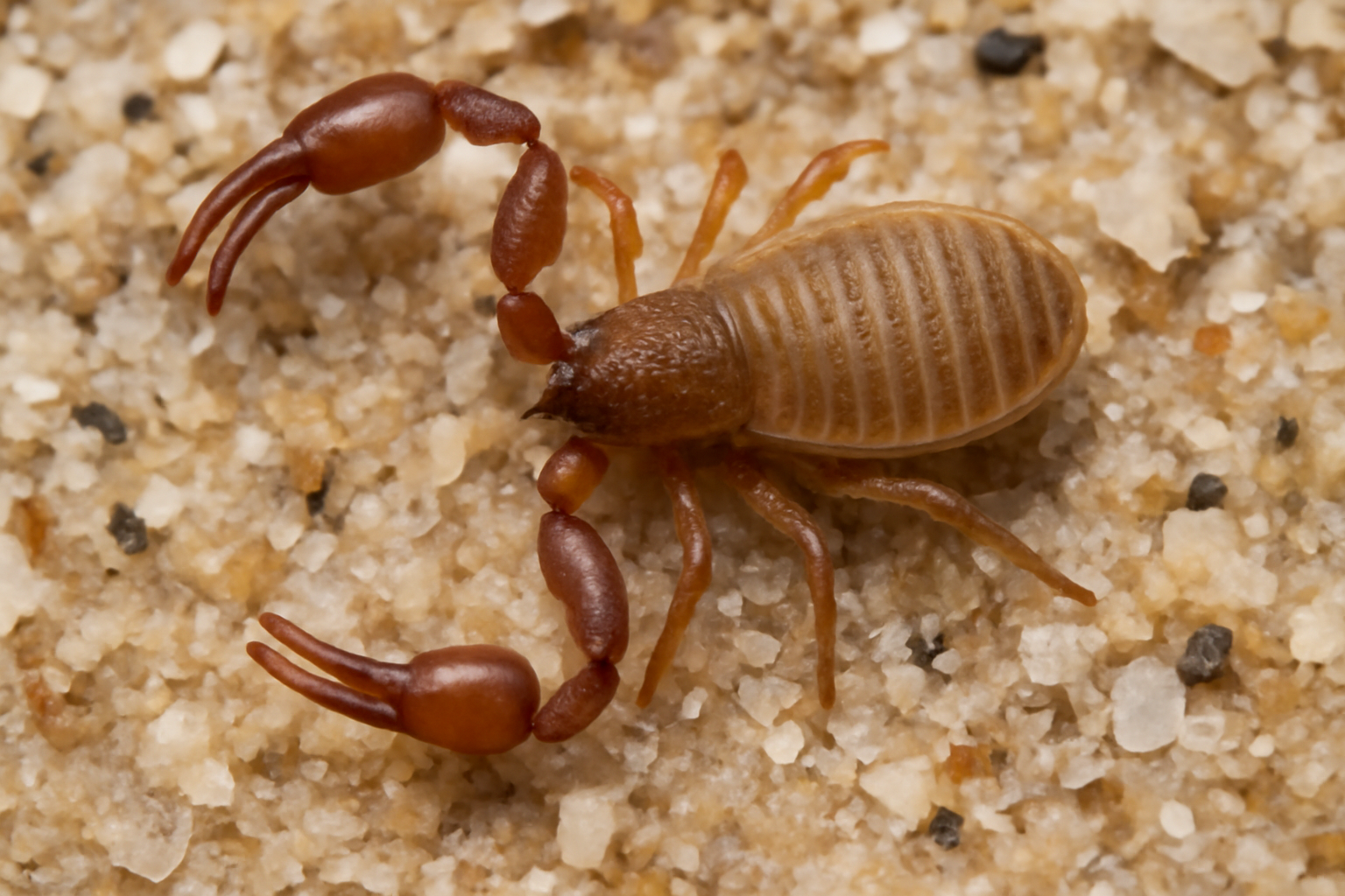 Sandy beach pseudoscorpion