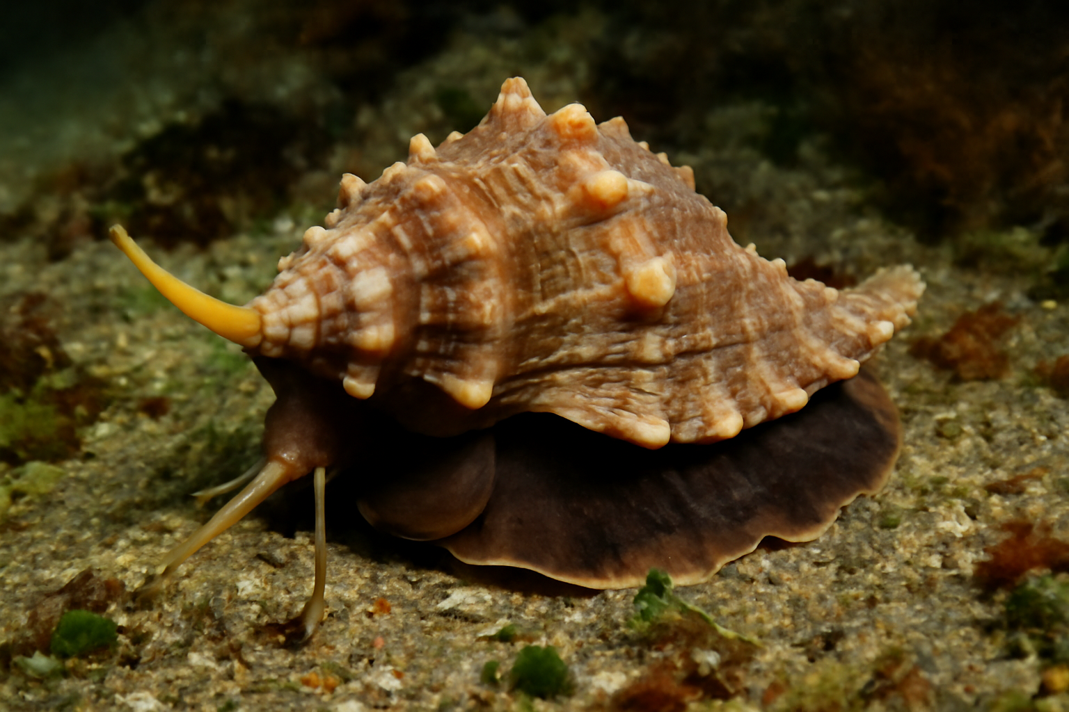 Southern Fox Whelk