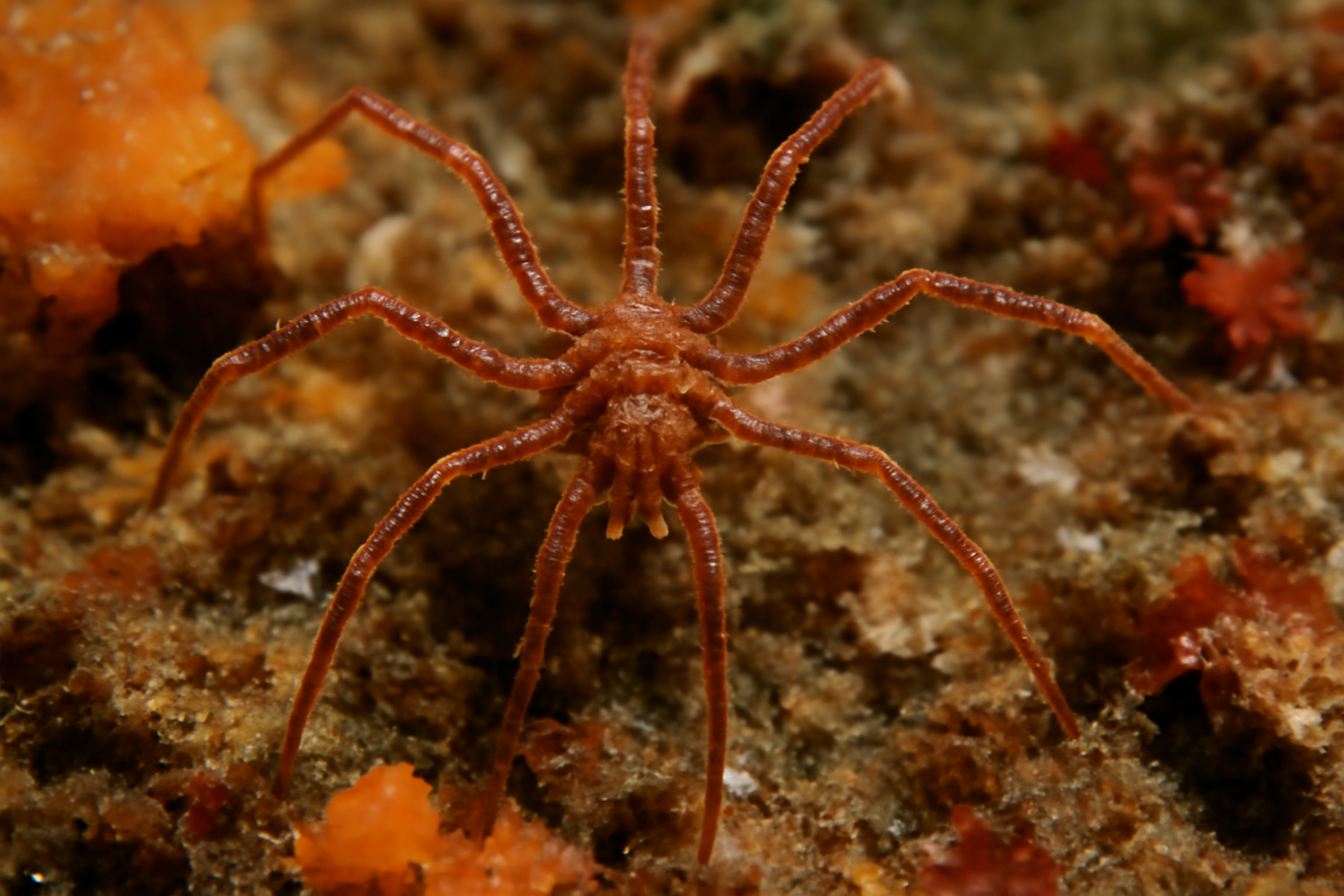 Austrodecus kerguelense