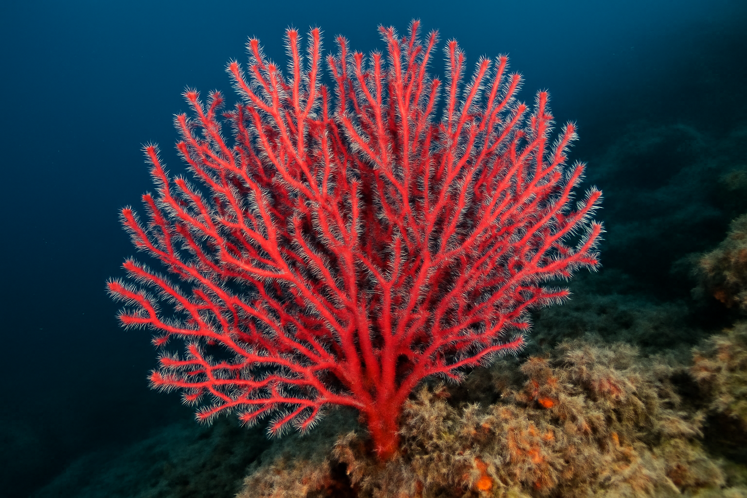 Red Gorgonian