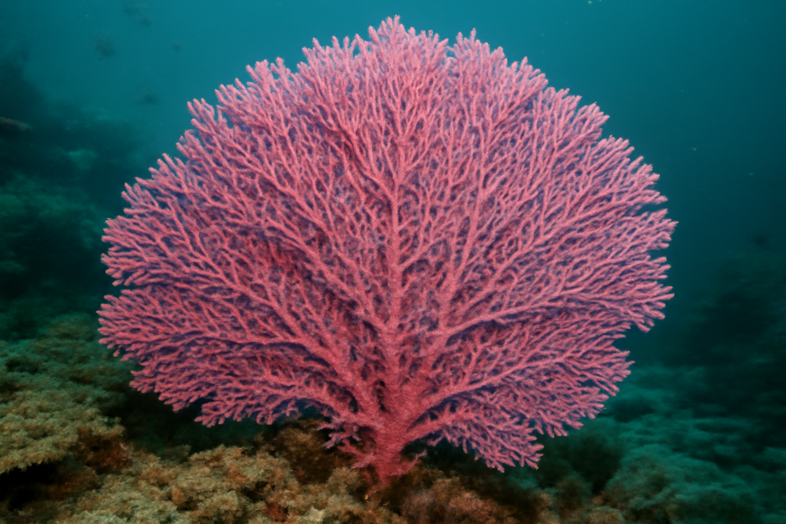 Pink Sea Fan