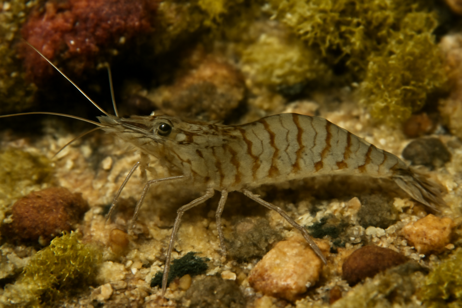 Tidal pool shrimp