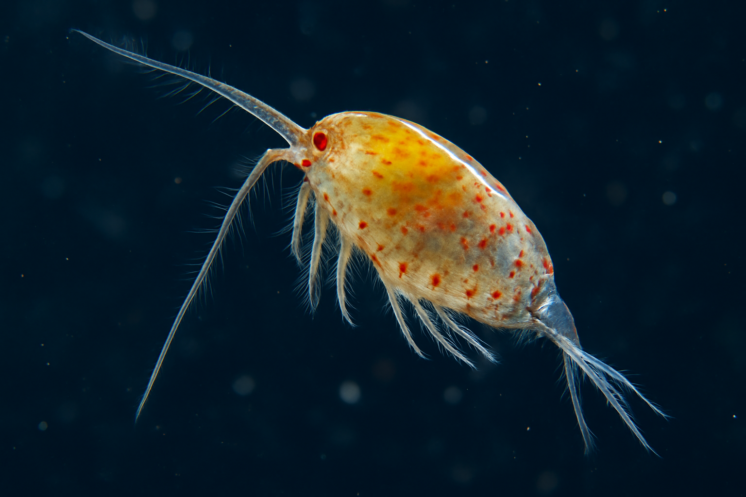 Aetideopsis minor