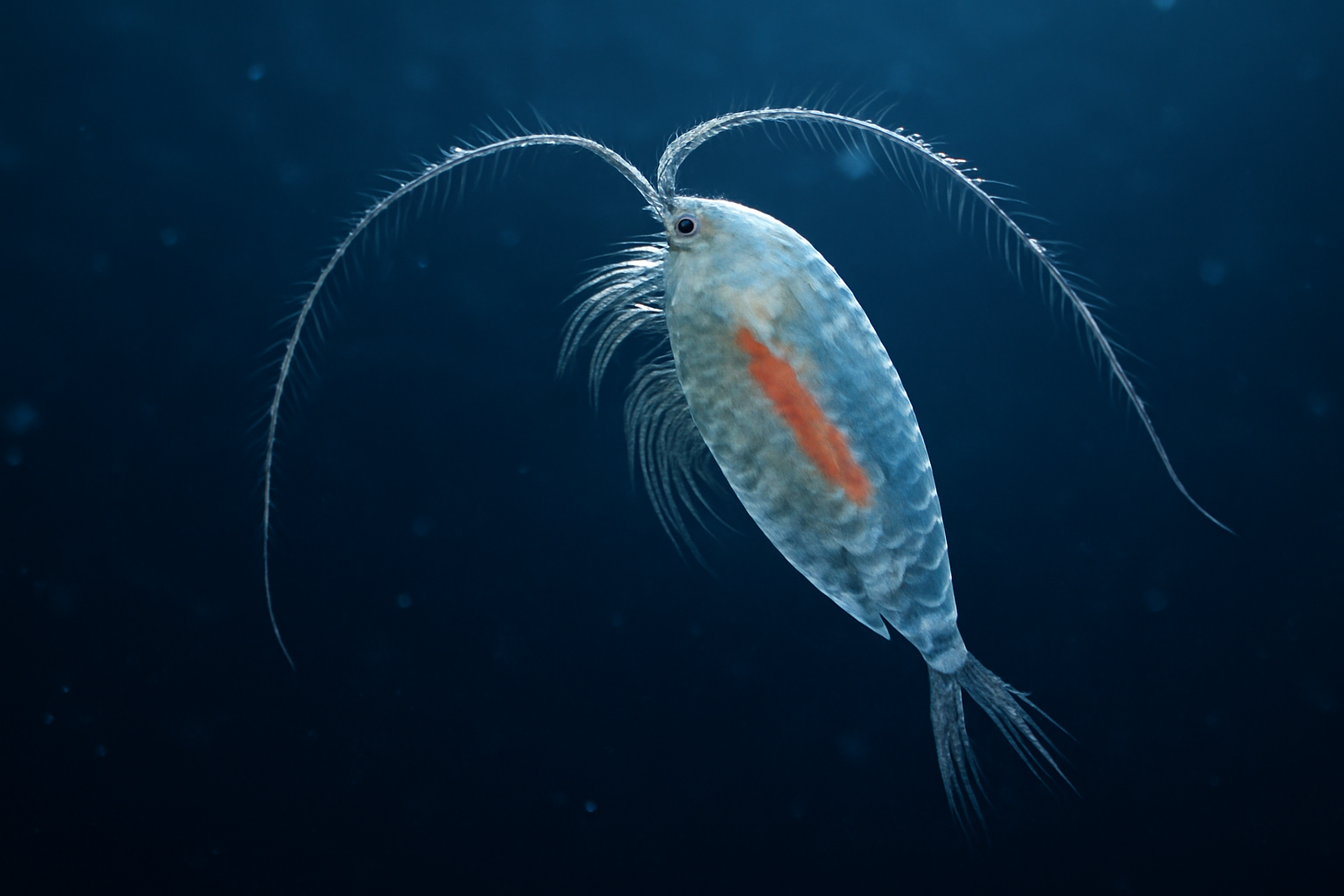 Pacific Aetideus