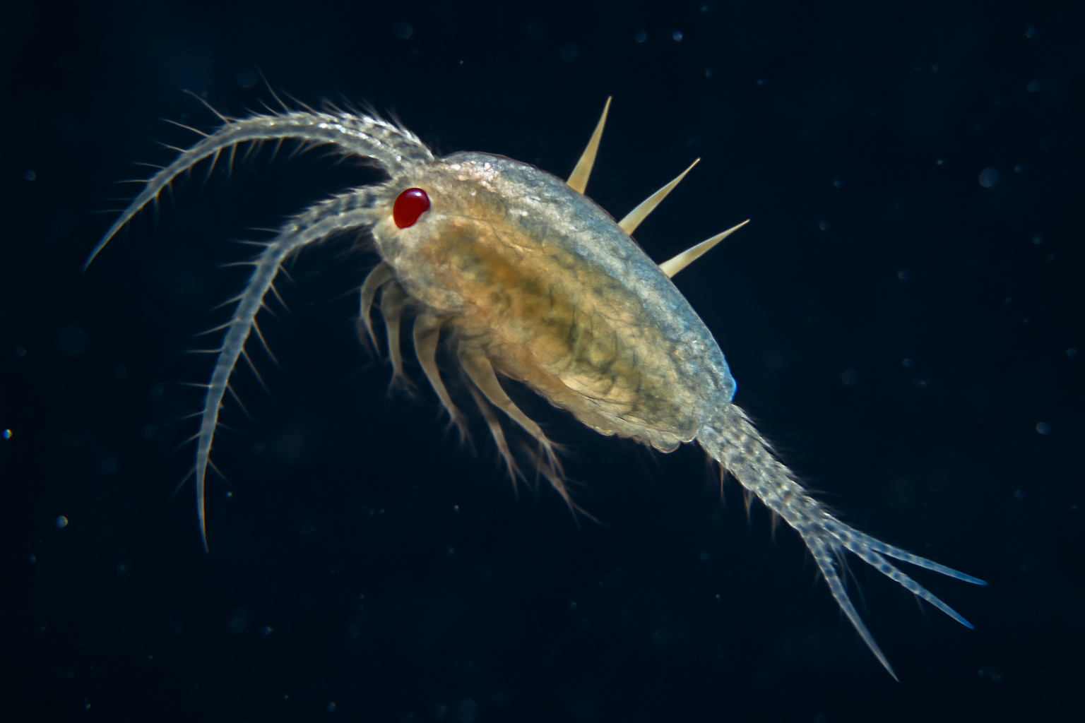 Three-spined copepod