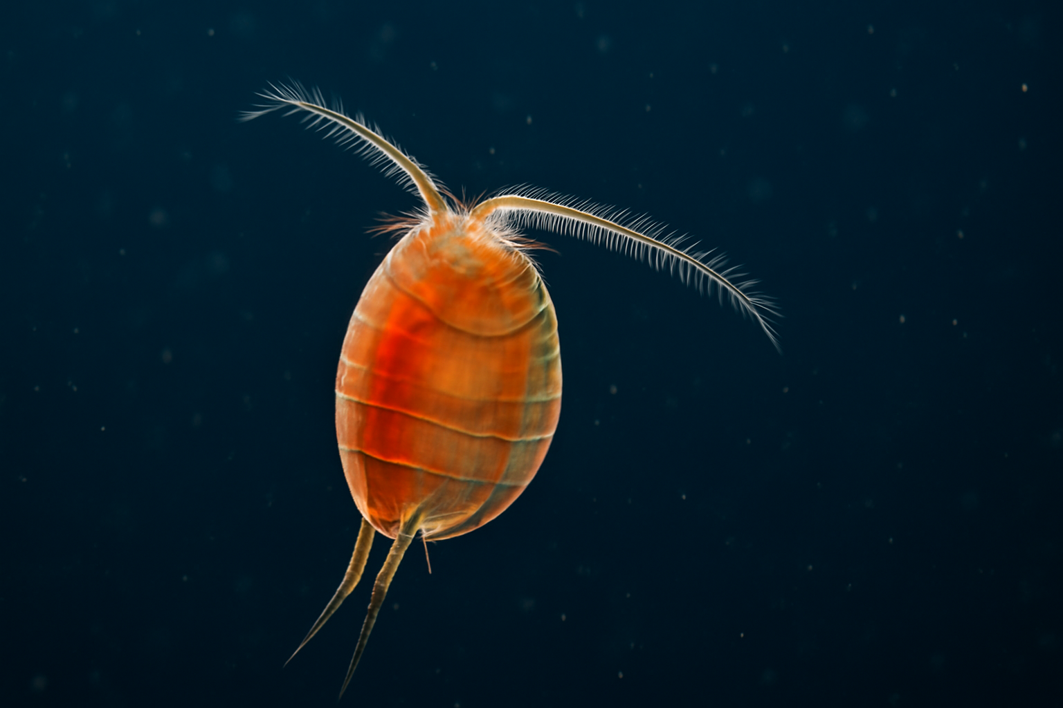 Giant copepod
