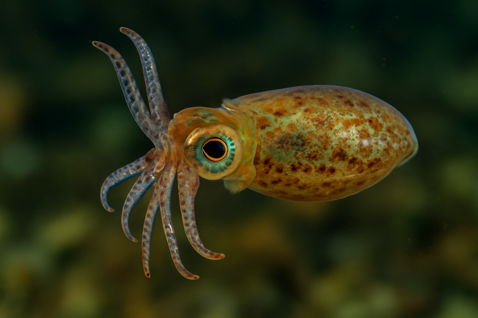 Northern Pigmy Squid