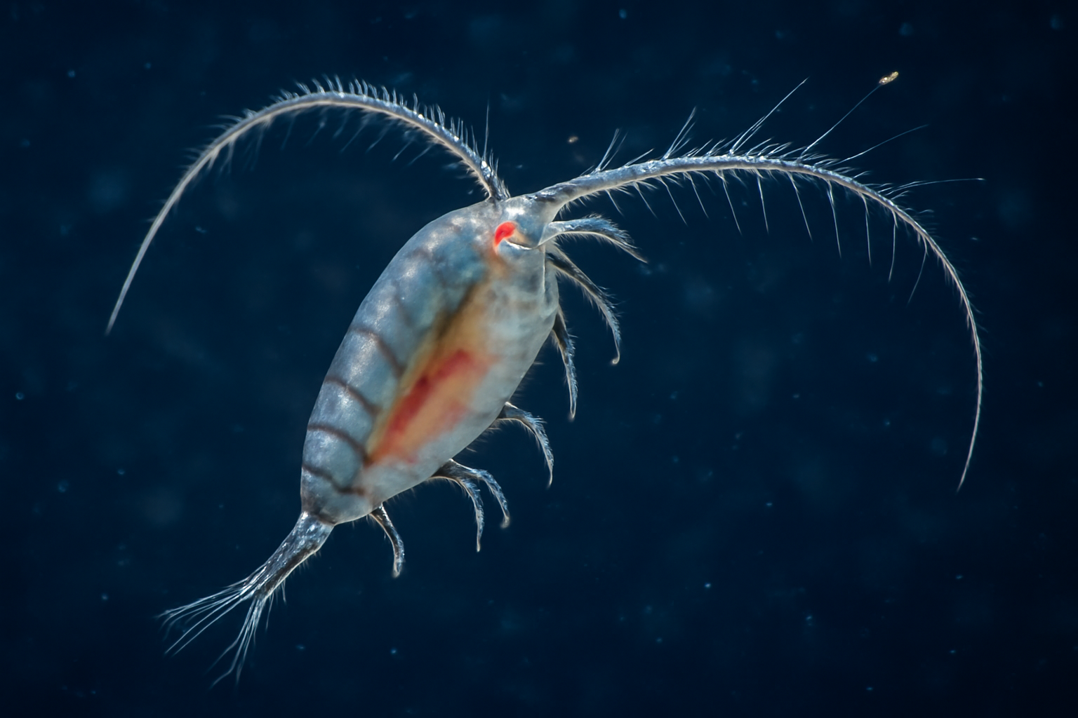 Pacific predator copepod