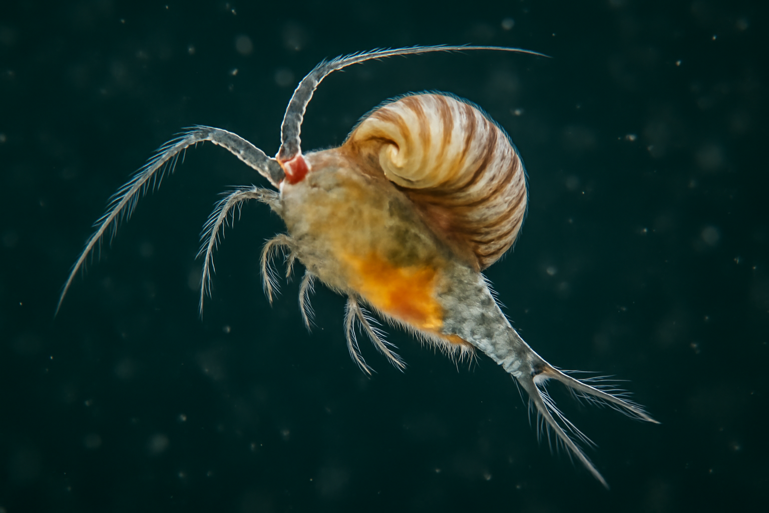 Turban copepod