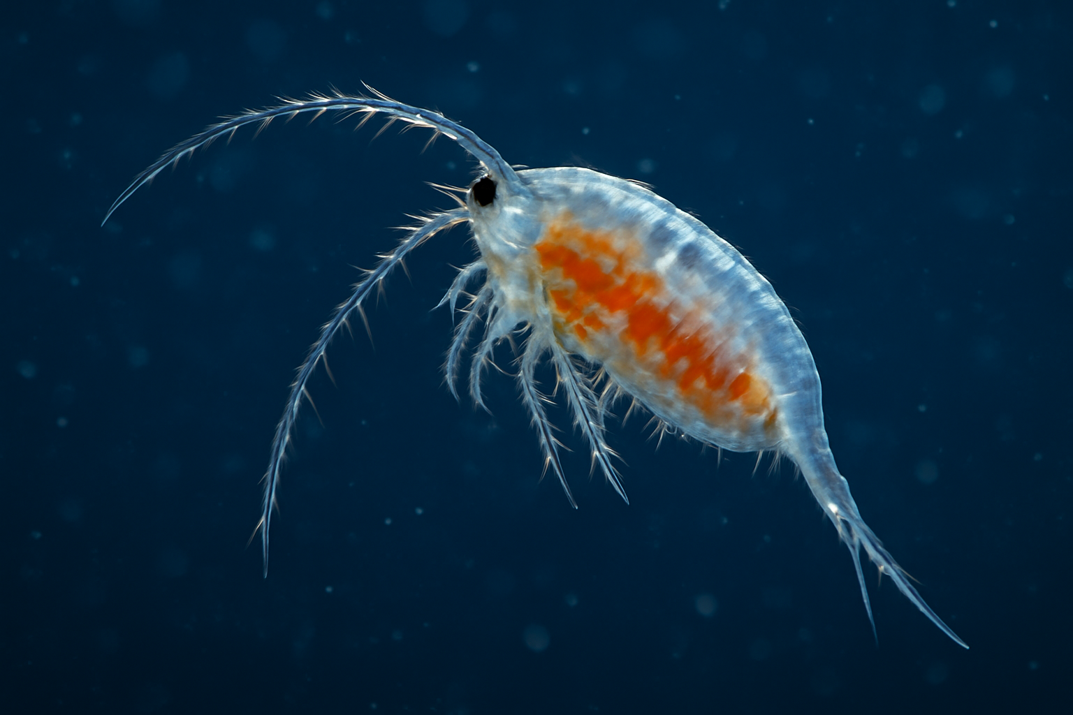 Arctic copepod