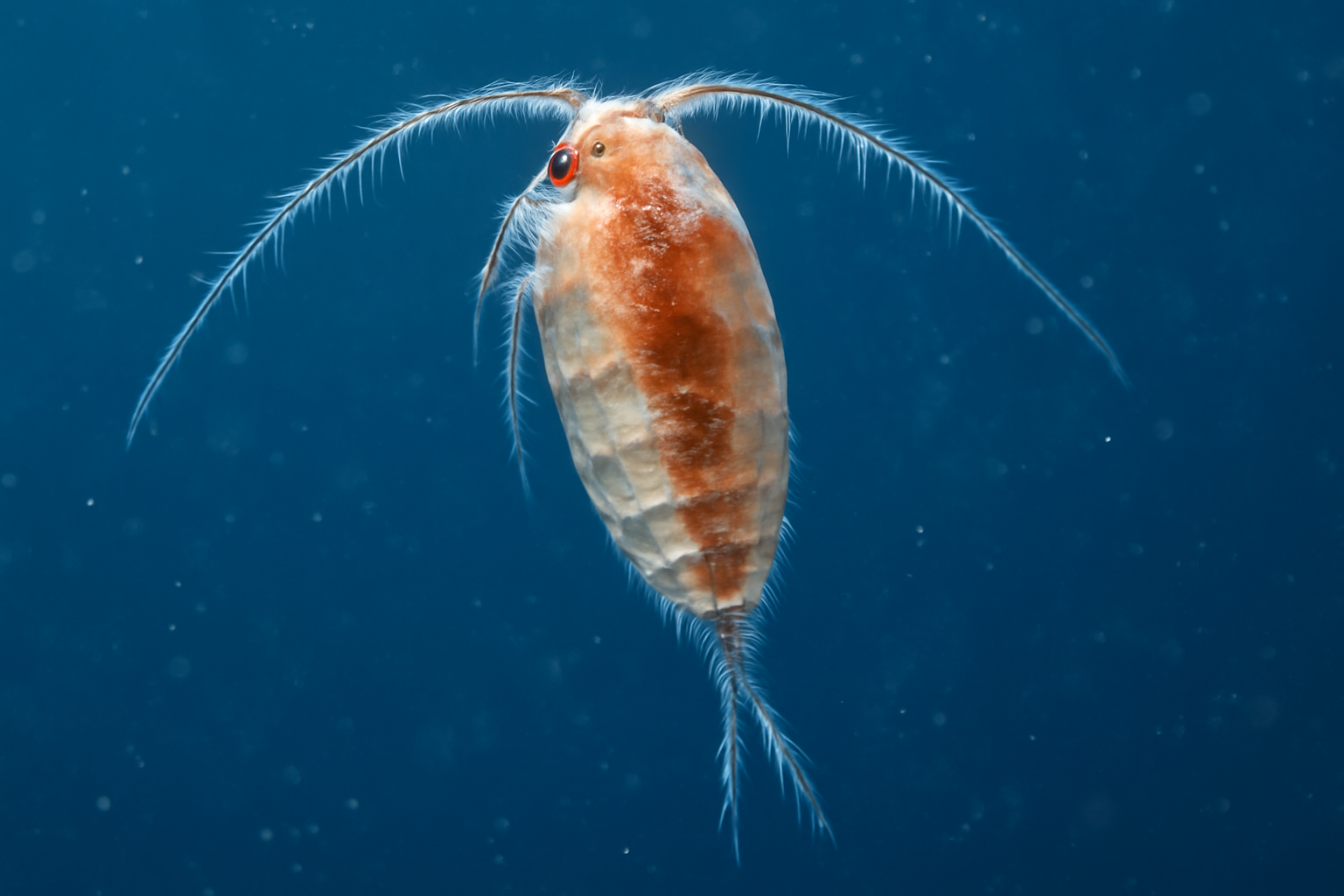 Gracilis Nannocalanus