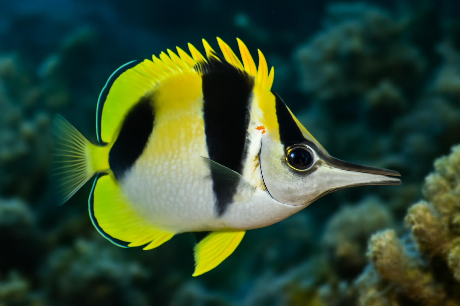 Atlantic Longnose Butterflyfish