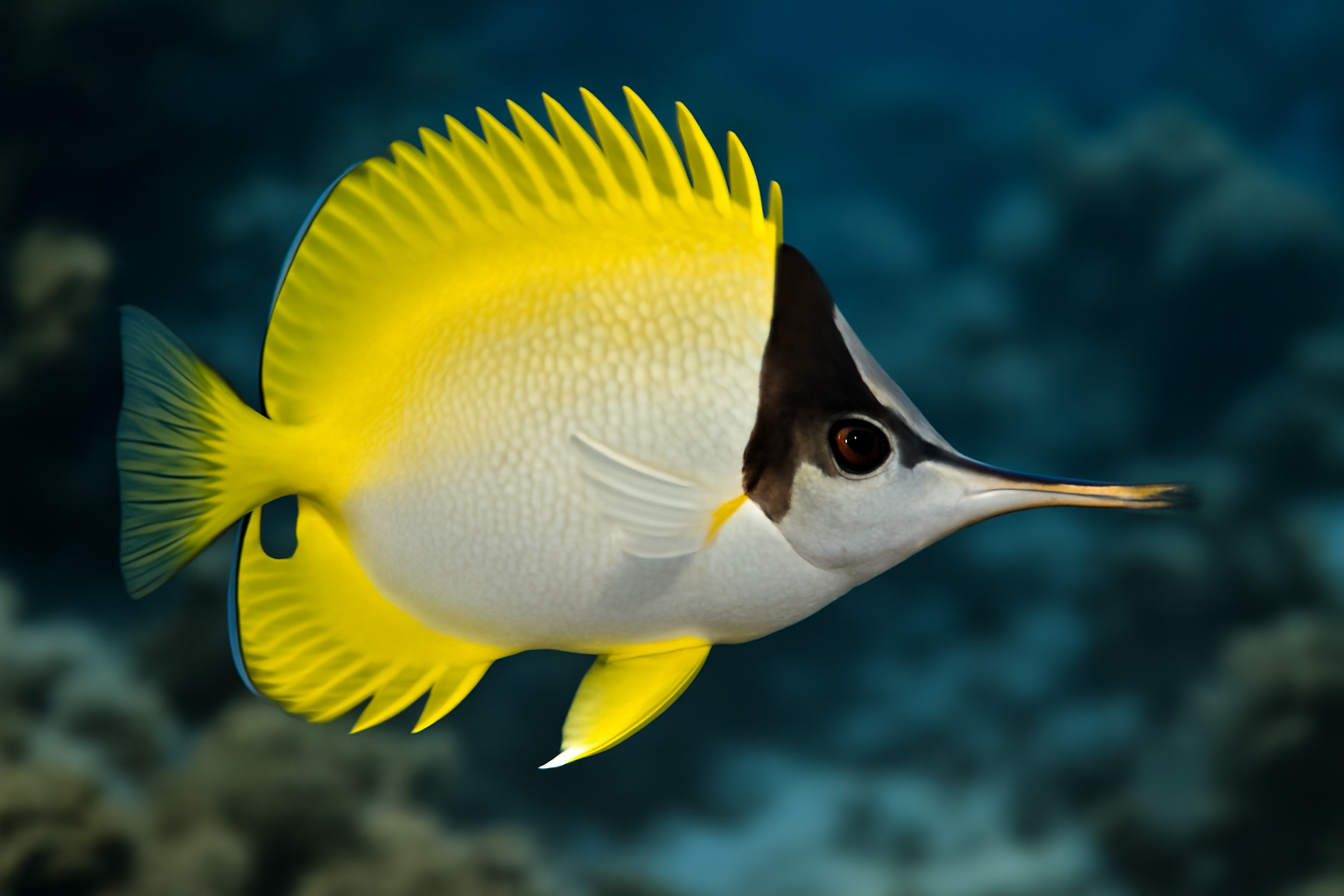 Southern Longnose Butterflyfish