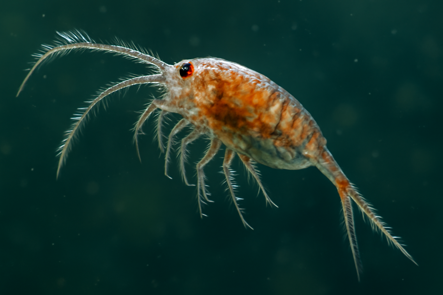 Pseudodiaptomus euryhalinus