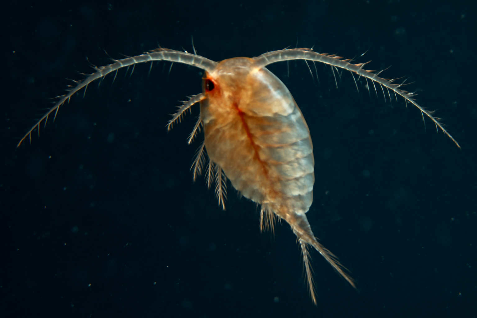 Giant Calanoid Copepod