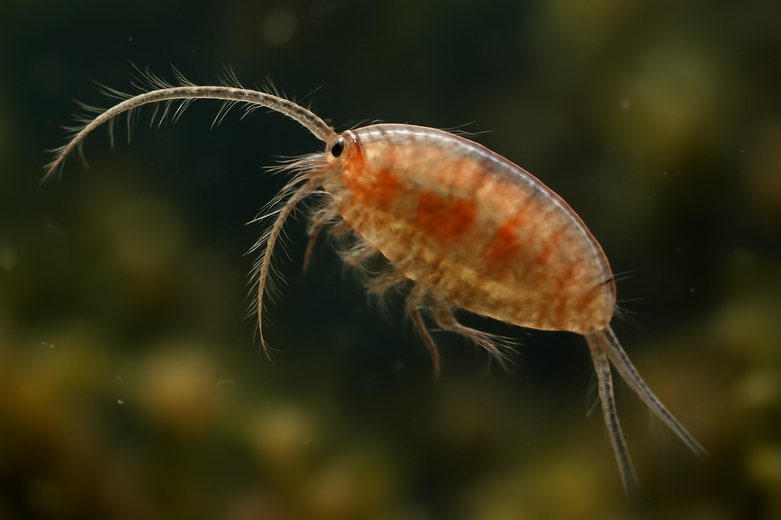 Alpine Copepod