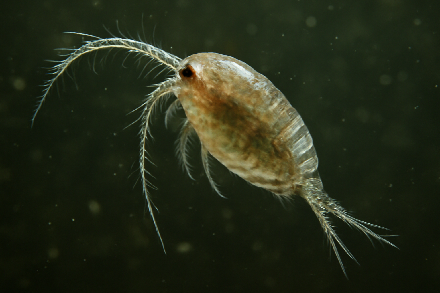 Wierzejski Copepod