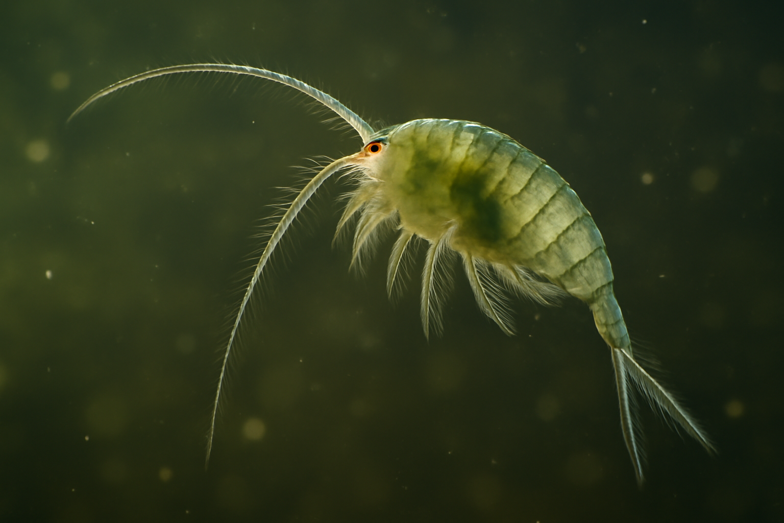 Grass Eudiaptomus