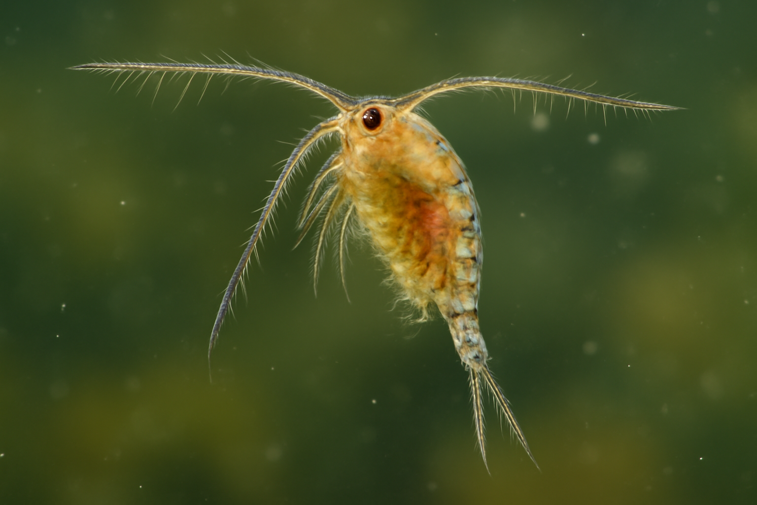 Eudiaptomus vulgaris