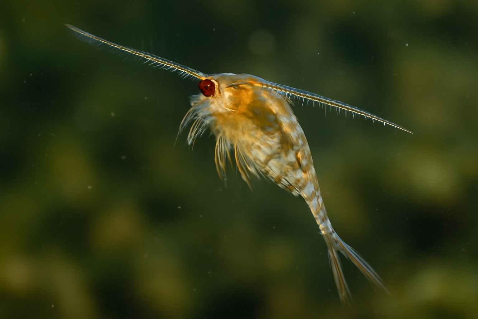 Eudiaptomus drieschi