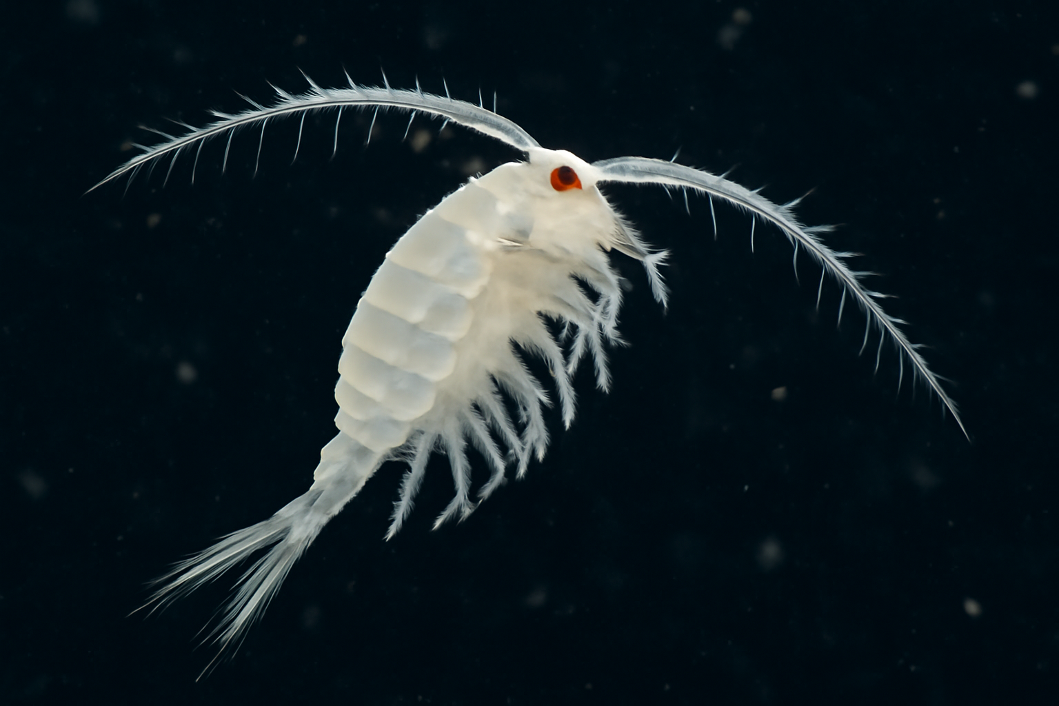 White Eudiaptomus