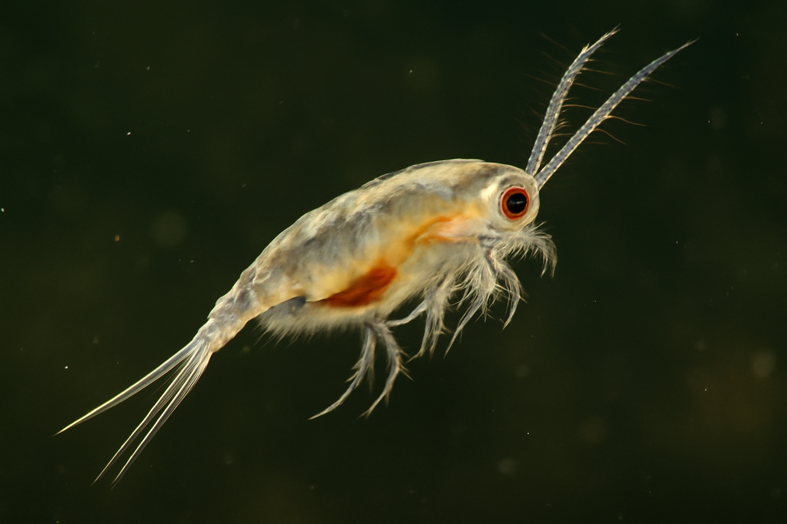 Leptodiaptomus minutus
