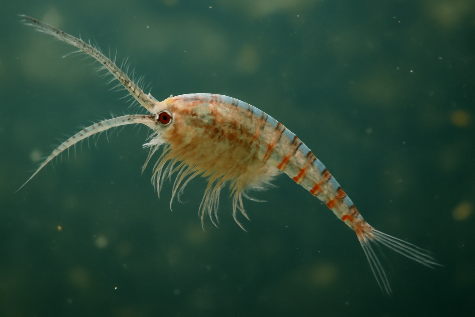 Mixodiaptomus kupelwieseri