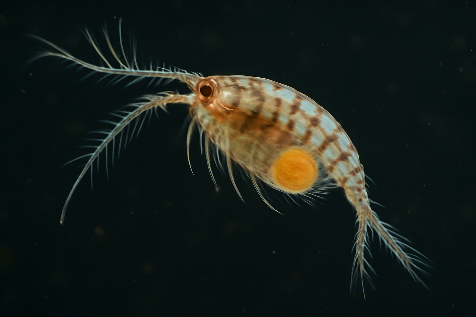 Mixodiaptomus carvalhoi