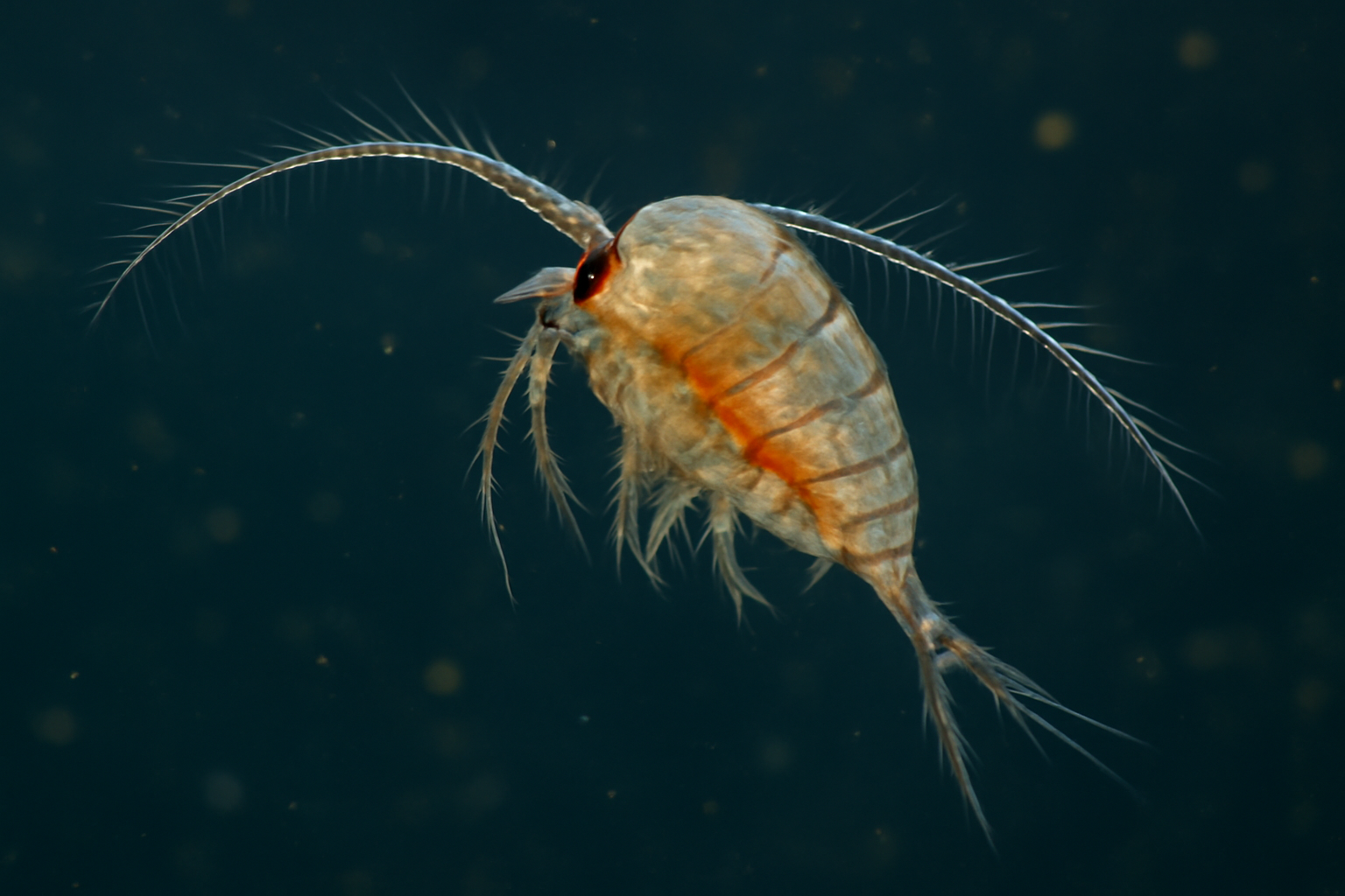 Northwestern Neodiaptomus
