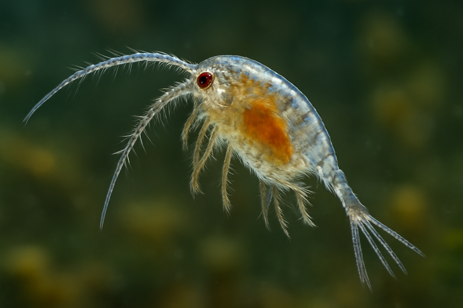 Blanc's Diaptomid