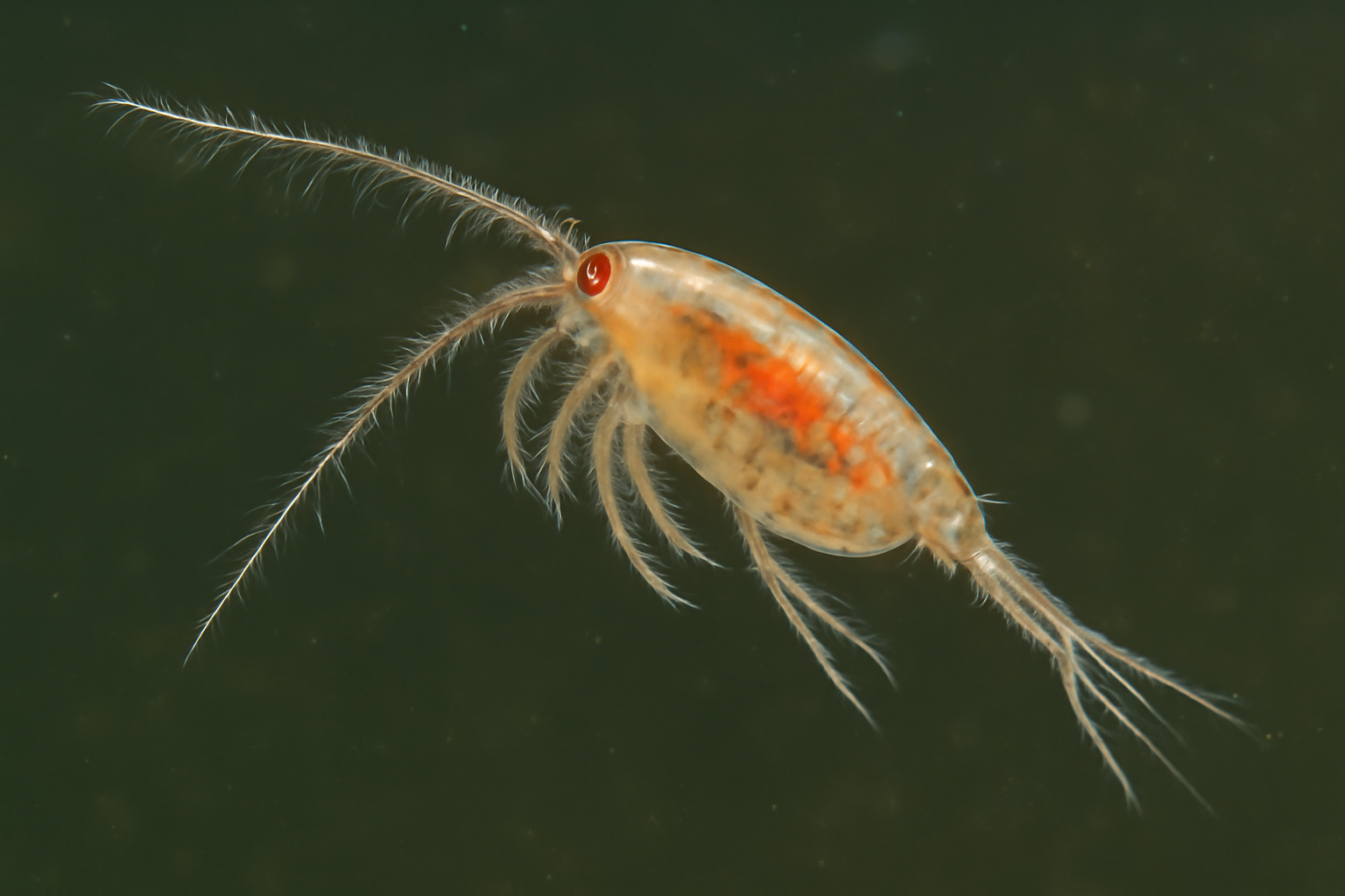 Hind's Diaptomid