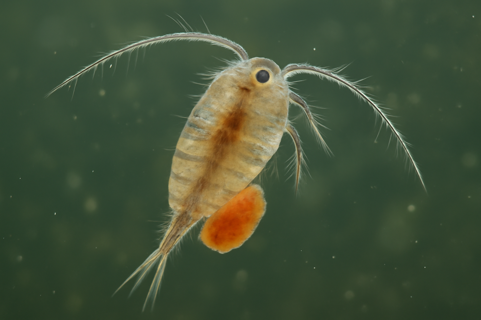 Texas Prairie Copepod