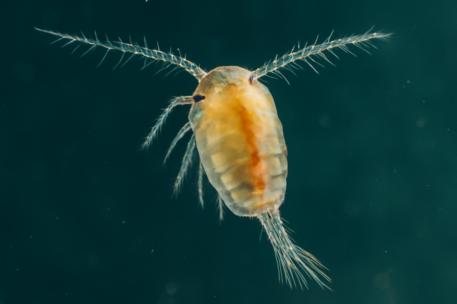 Rio Copepod
