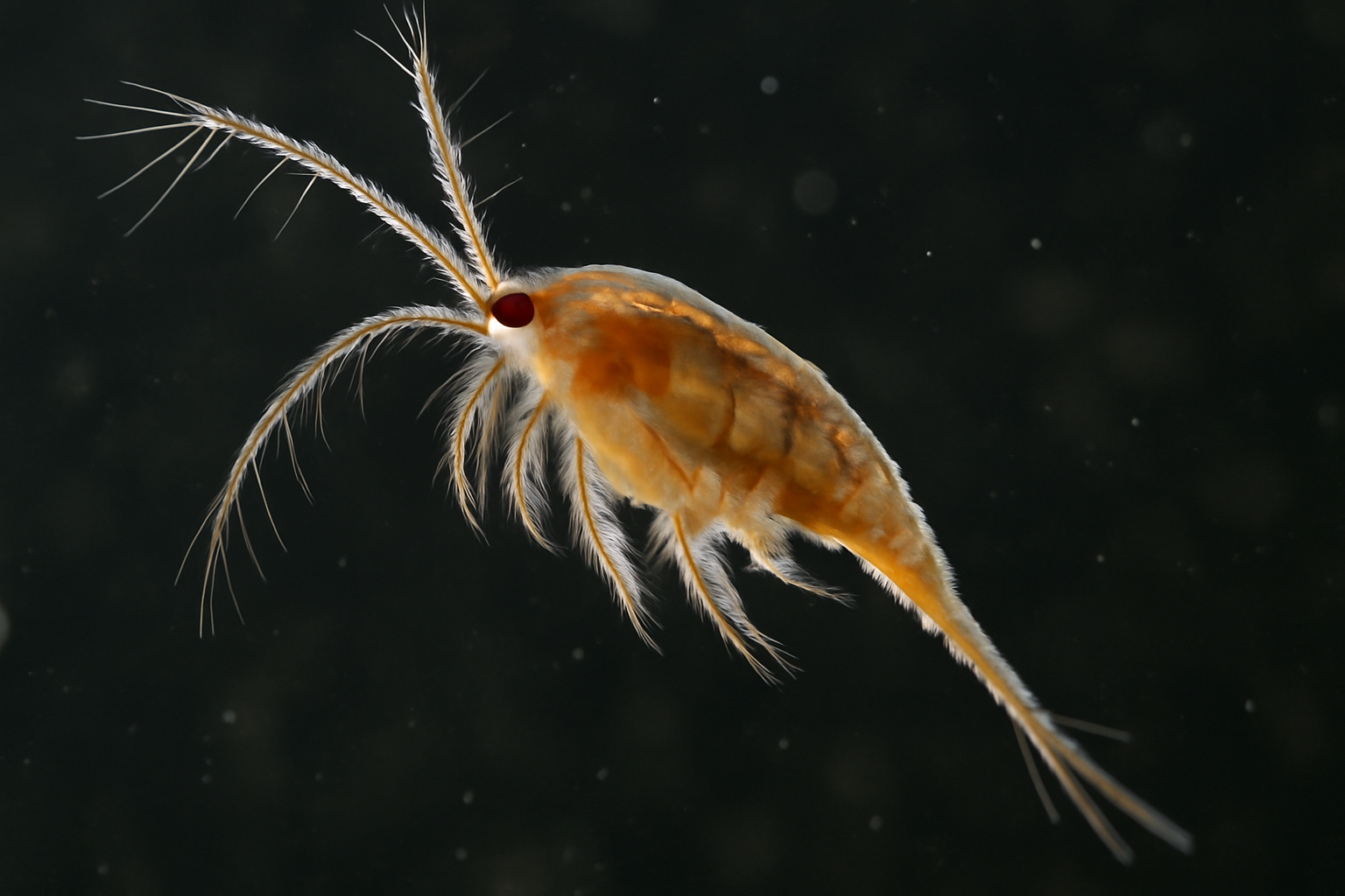 Bolivian Diaptomid