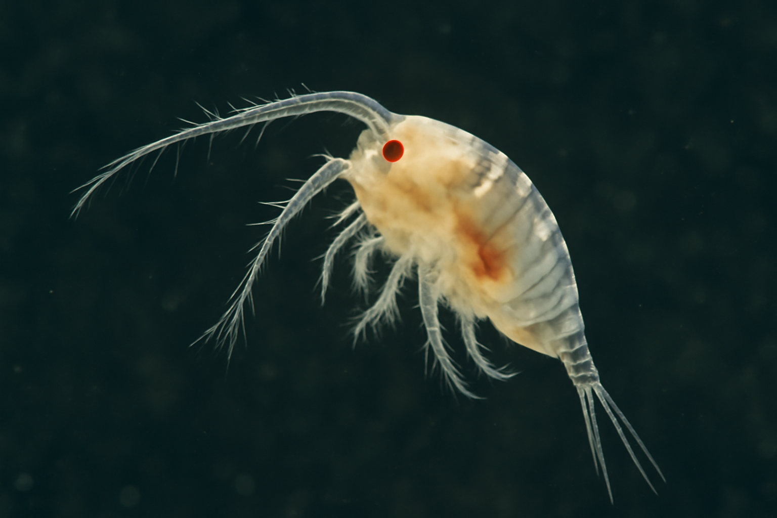 Southern Skistodiaptomus