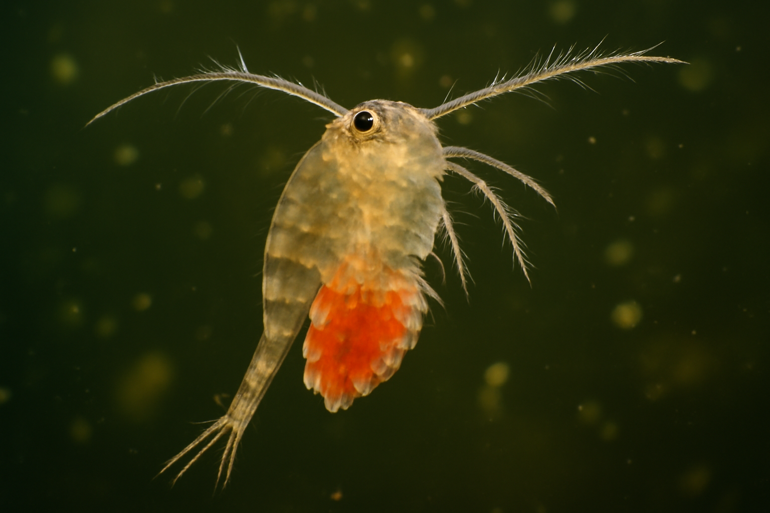 Victoria Lake diaptomid