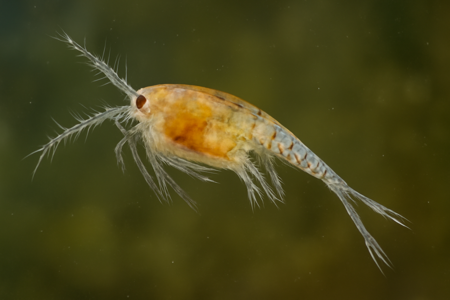 Nile diaptomid