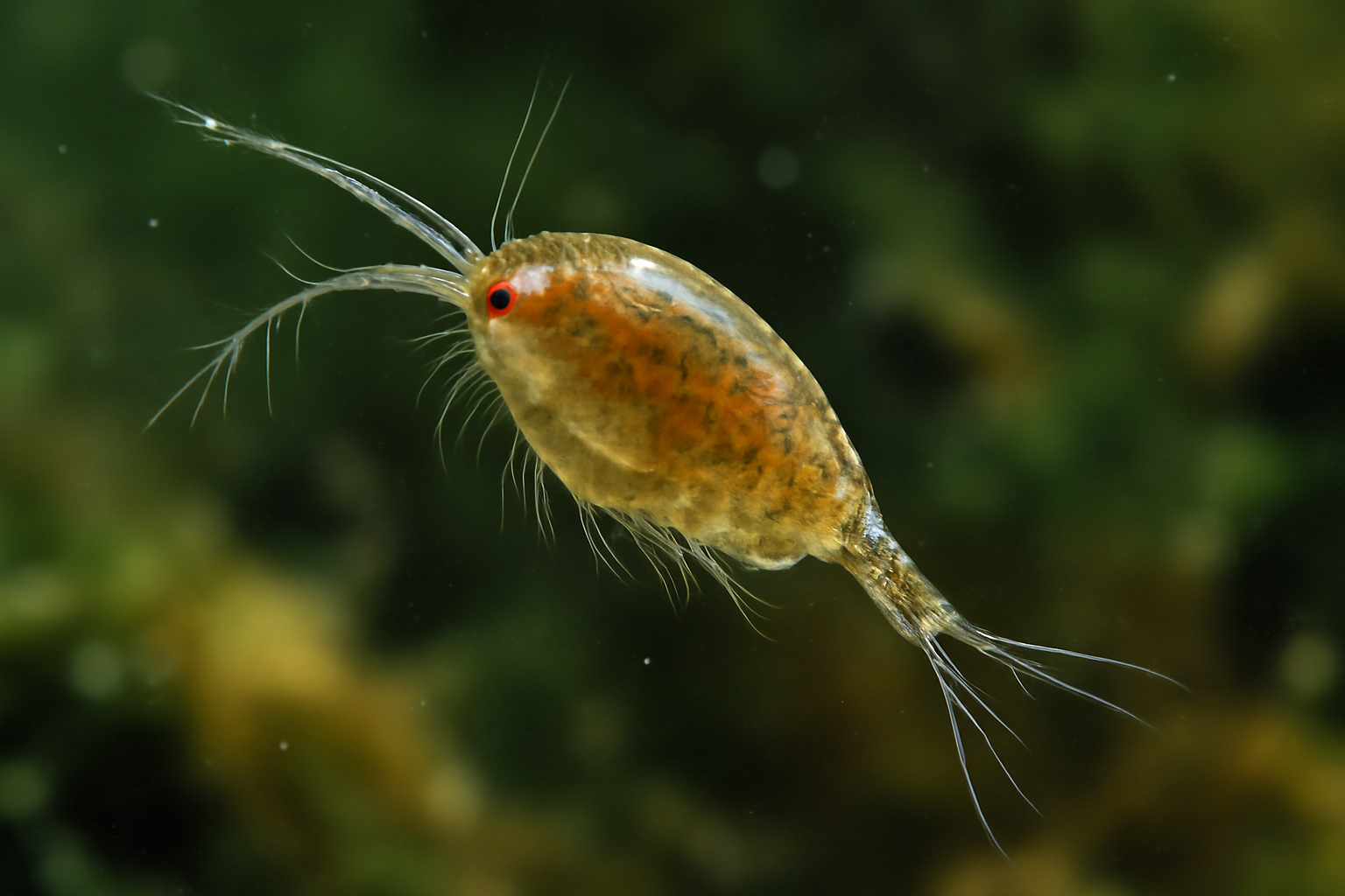 Dwarf Copepod