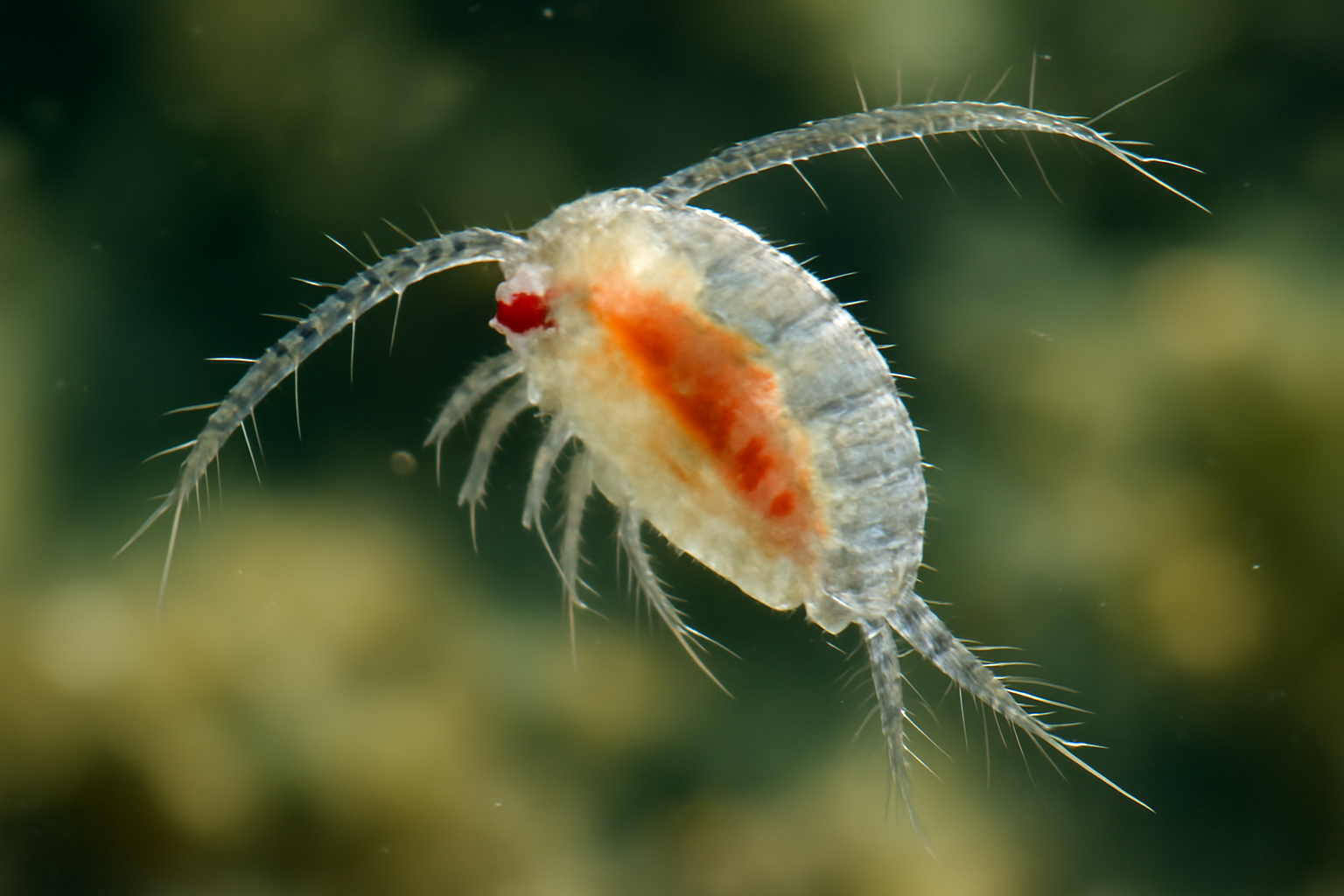 Tropical Dwarf Copepod