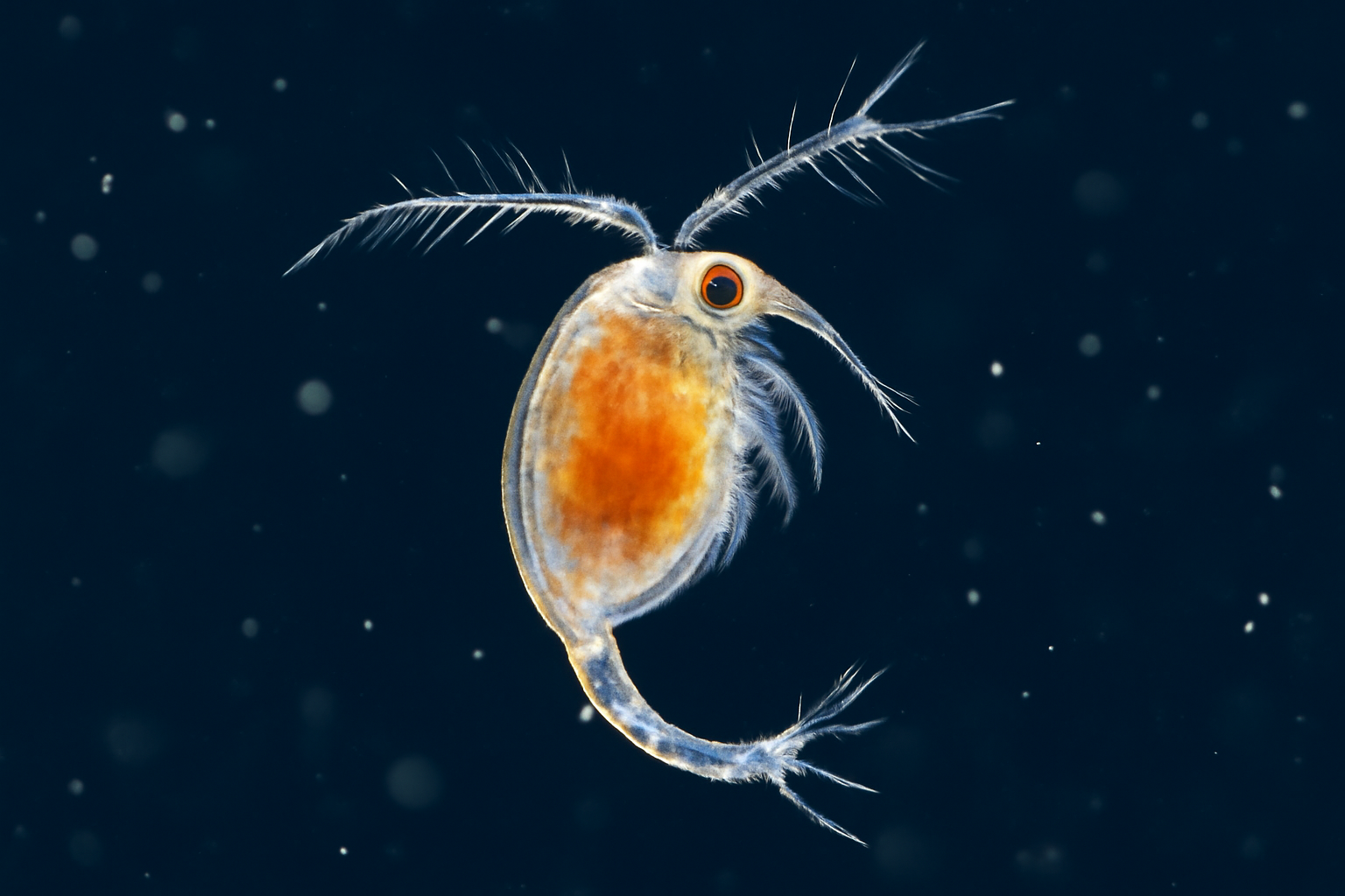 Southern Farranula