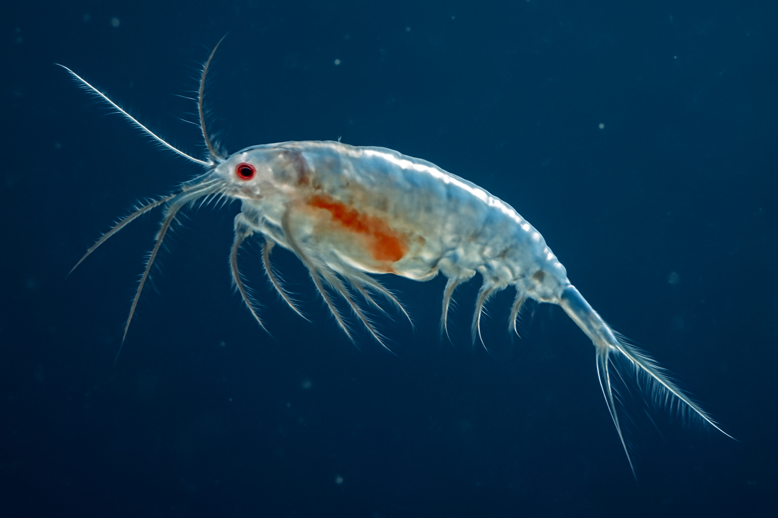 Subeucalanus subcrassus