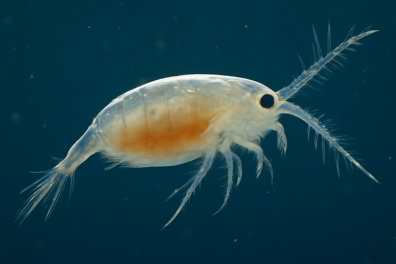 Subeucalanus subtenuis