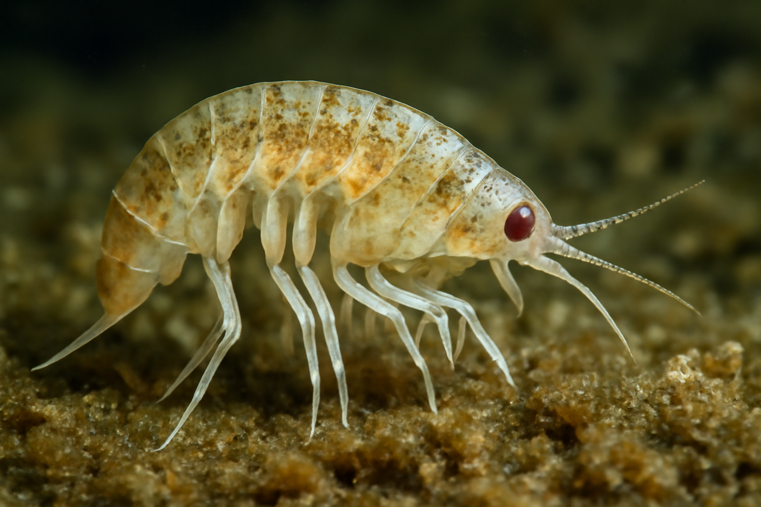 Cerviniella's Amphipod