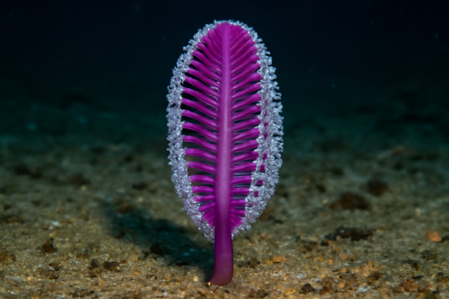 Purple Sea Pen