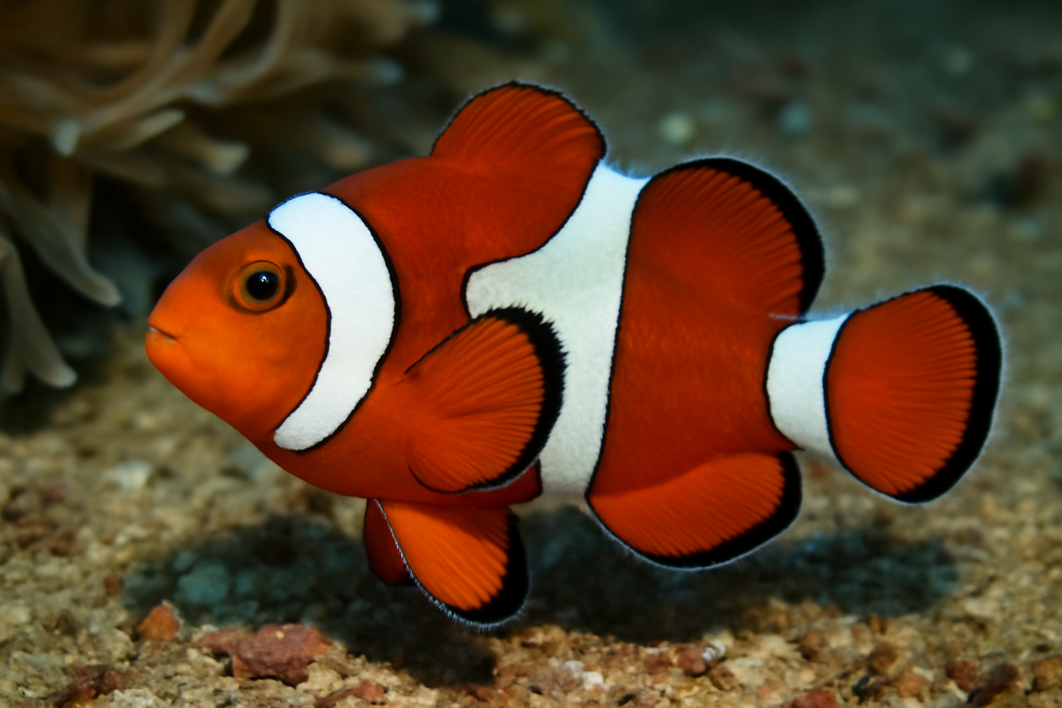 Cyllopus Clownfish